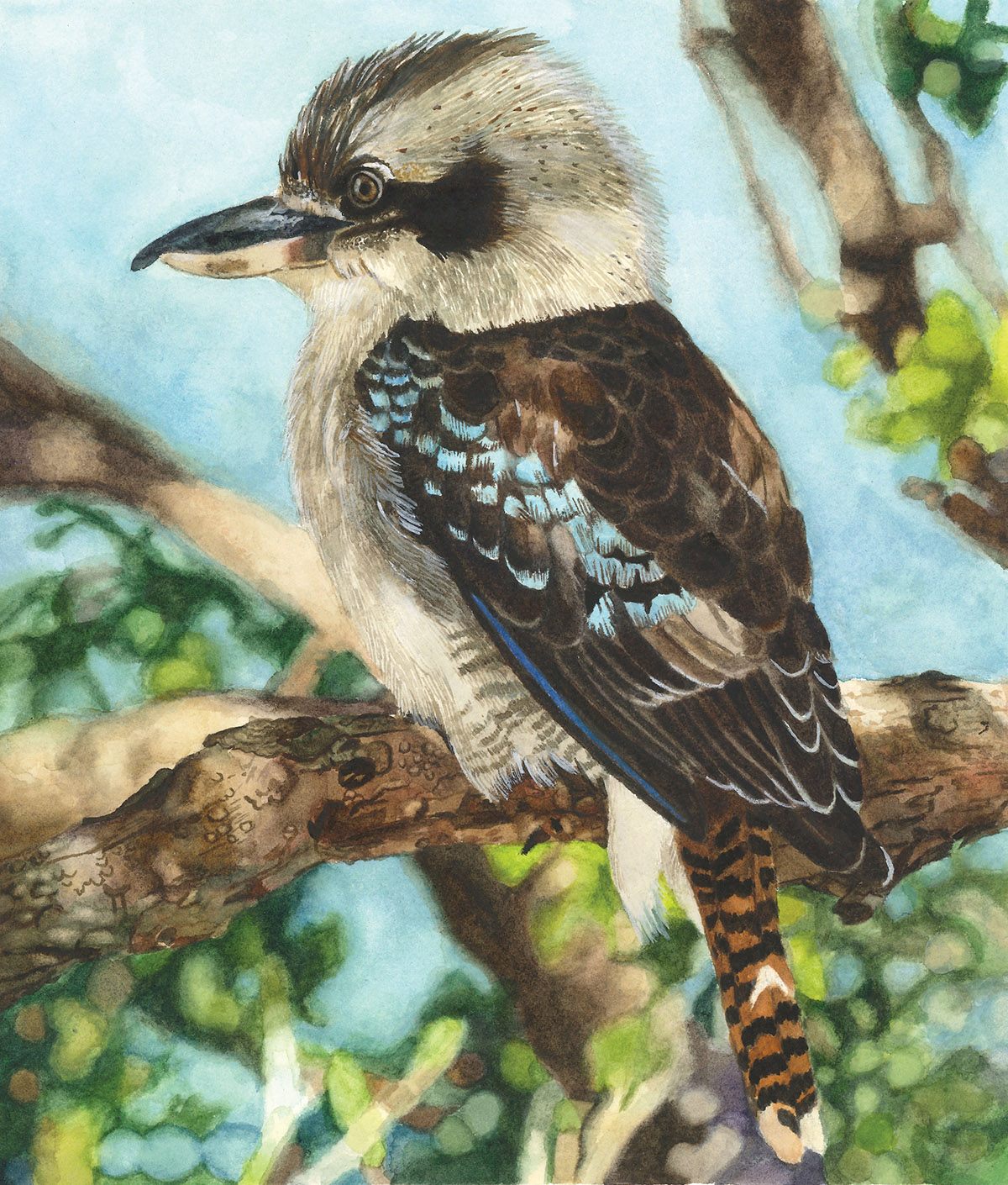 kookaburra-thumbnail