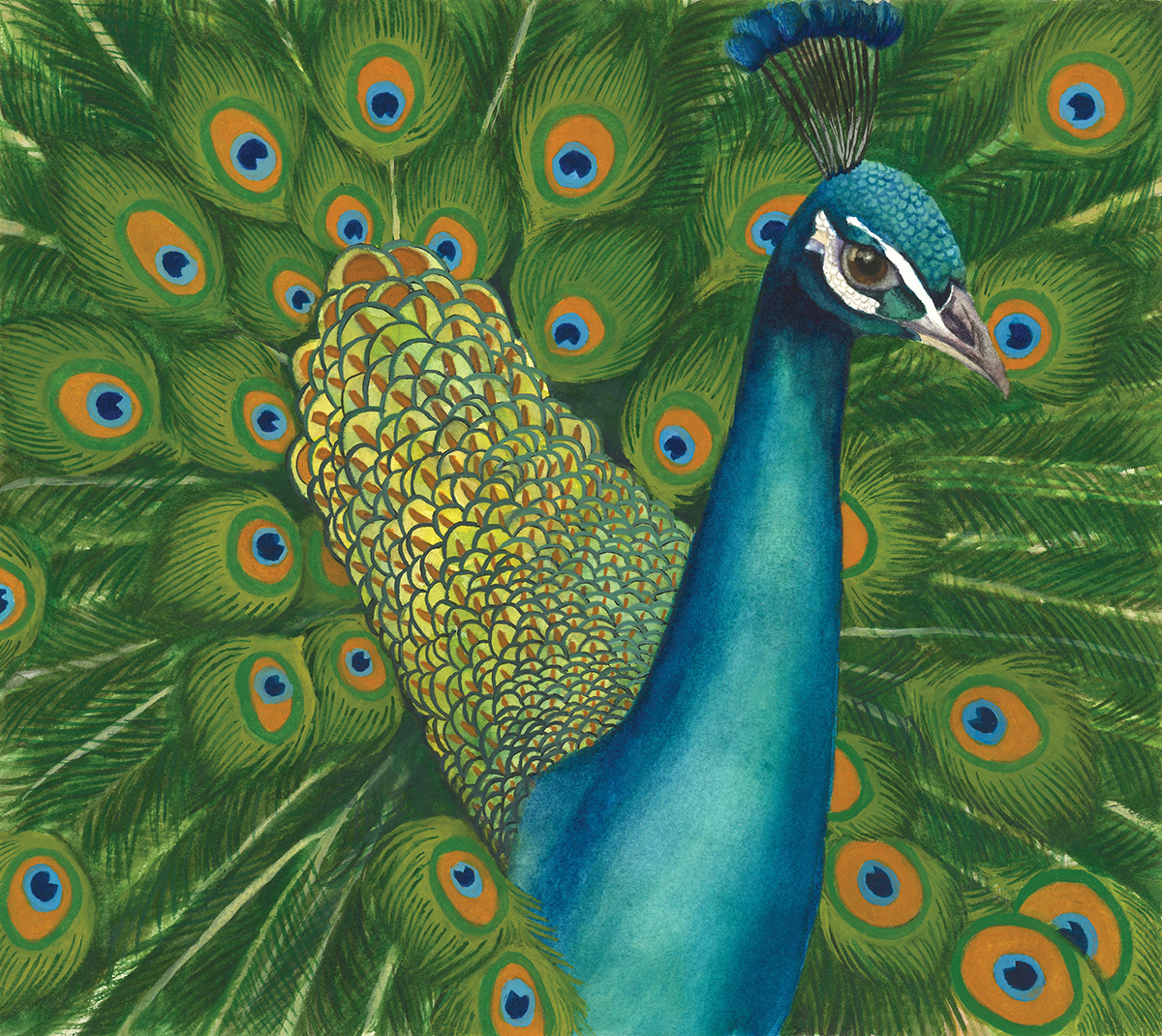 peacock-thumbnail